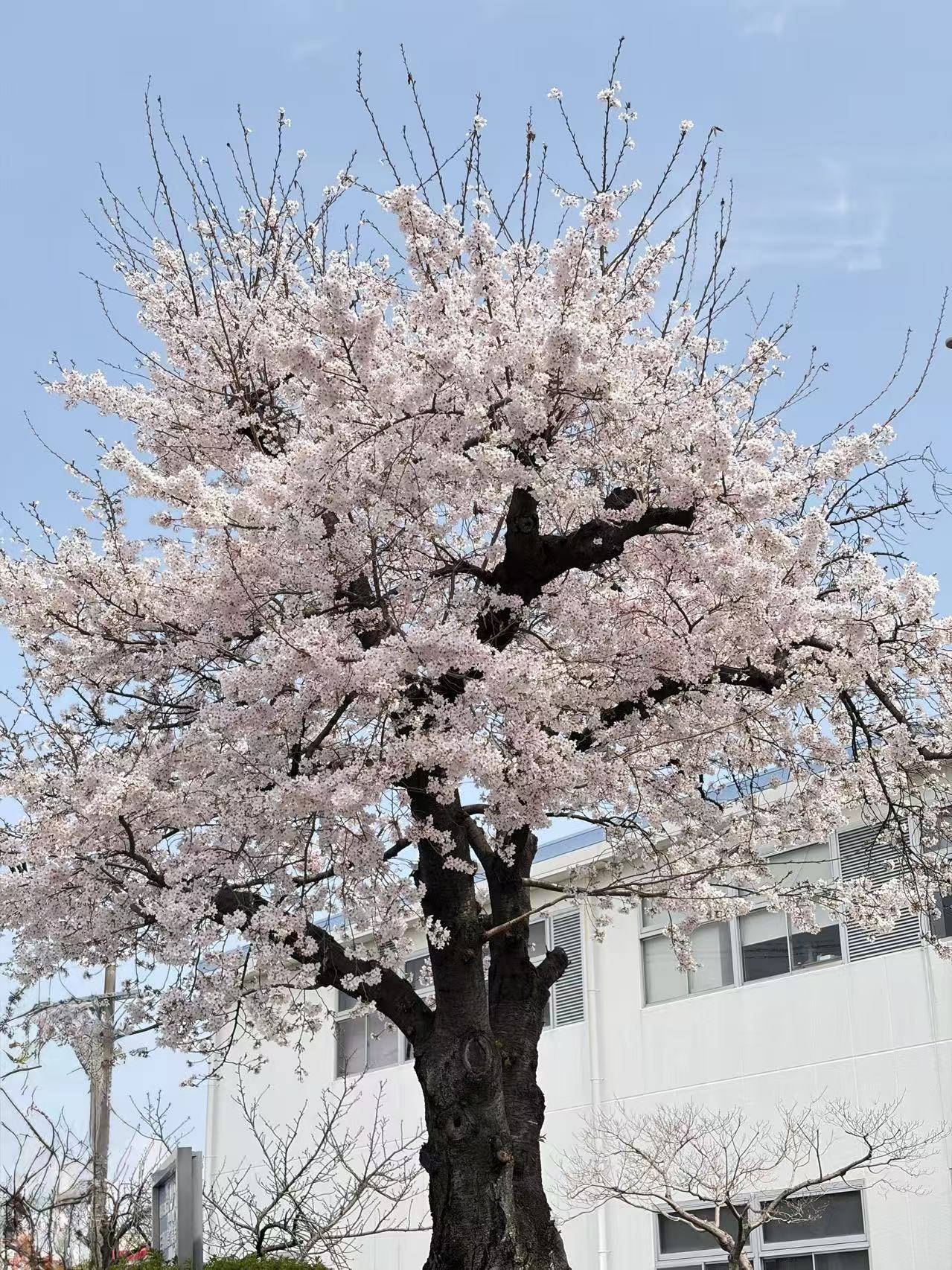 Beautiful Cherry Blossoms in Kyoto